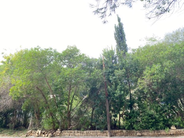 PLOT IN BONAIRE, ALCUDIA. EXCELLENT LOCATION.